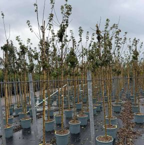 Mezei juhar  ACER CAMPESTRE ELSRIJK T200 10/12 K30