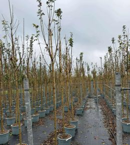 Korai juhar  ACER CAMPESTRE QUEEN ELISABETH T200 10/12 K30