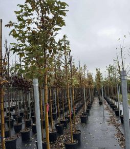 Őszi tűz juhar ACER FREEMANII AUTUMN BLAZE T200 10/12 K30