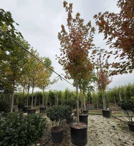 Őszi tűz juhar ACER FREEMANII AUTUMN BLAZE T220 20/25 K240