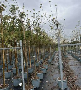 Flamingó zöldjuhar    ACER NEGUNDO FLAMINGO T200 K30