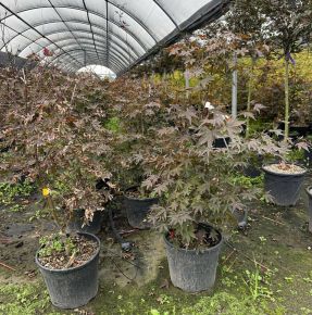 Japán juhar    ACER PALMATUM ATROPURPUREUM 100/125 K15