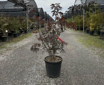 Japán juhar    ACER PALMATUM BLOODGOOD 100/125 K15
