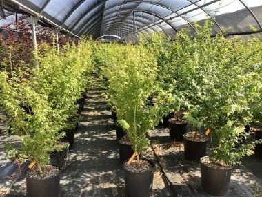 Japán juhar    ACER PALMATUM BI-HOO 100/125 K15