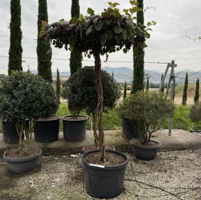  kivi   ACTINIDIA CHINENSIS FUTTATOTT TETŐ KERETRE K180