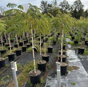 Selyemakác     ALBIZIA JULIBRISSIN OMBRELLA T1/2 K18