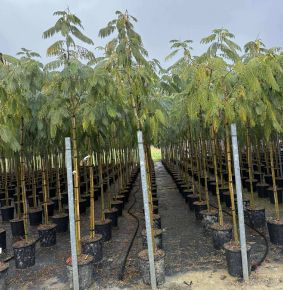 Selyemakác     ALBIZIA JULIBRISSIN OMBRELLA T200 8/10 K25