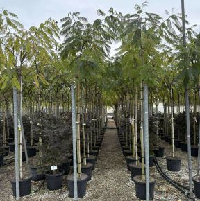 Selyemakác     ALBIZIA JULIBRISSIN OMBRELLA T200 10/12 K30