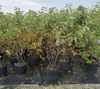 Mézalmácska AMELANCHIER LAMARCKII 100/125 K10