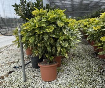 Márványos babérsom    AUCUBA JAPONICA CROTONIFOLIA GOLD 80/100 K15