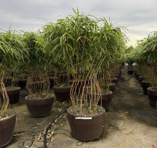 Bambusz BAMBUSA METAKE BALKONLÁDÁBAN K60