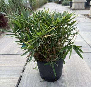 Törpe bambusz  BAMBUSA NANA K3