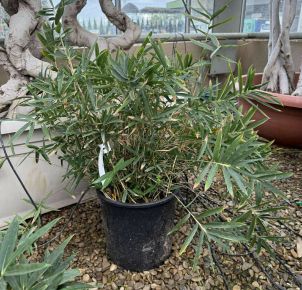 Törpe bambusz    BAMBUSA NANA K10 