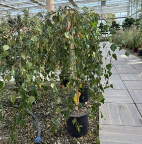 Szomorú nyír    BETULA PENDULA YOUNGII T1/2 K18