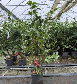 Kamélia    CAMELLIA JAPONICA BLACKLACE K7