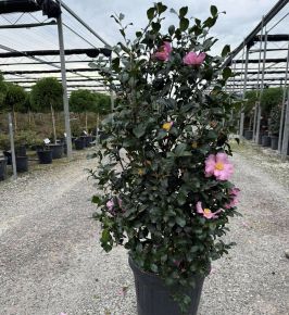 Kamélia   CAMELLIA SASANQUA CLEOPATRA 80/+ K18