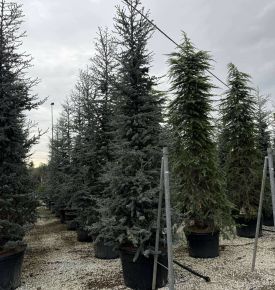 Kék atlasz cédrus   CEDRUS ATLANTICA GLAUCA 400/450 K180
