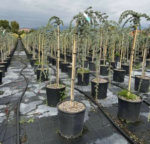 Kék csüngő atlasz cédrus  CEDRUS ATLANTICA GLAUCA PENDULA T1/2 K18