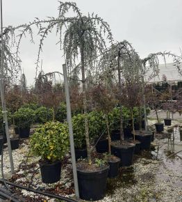 Kék csüngő atlasz cédrus  CEDRUS ATLANTICA GLAUCA PENDULA T200 14/16 K110