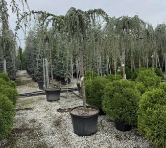 Kék csüngő atlasz cédrus  CEDRUS ATLANTICA GLAUCA PENDULA T200 18/+ K150