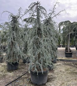 Kék csüngő atlasz cédrus  CEDRUS ATLANTICA GLAUCA PENDULA 300/350 K230
