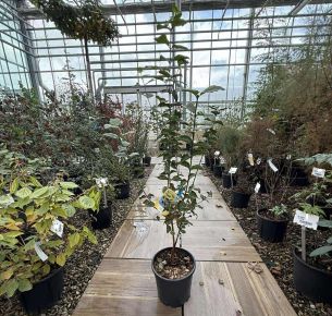 Húsos som  CORNUS MAS 80/+ K10