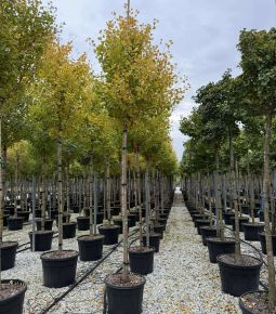 Oszlopos páfrányfenyő    GINKGO BILOBA EIFFEL T200 12/14 K70