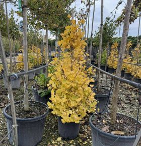 Páfrányfenyő     GINKGO BILOBA FASTIGIATA BLAGON 80/100 K18