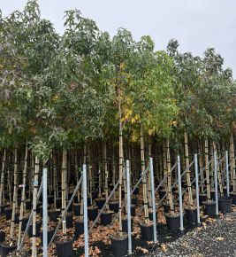 Amerikai ámbrafa   LIQUIDAMBAR STYRACIFLUA T200 6/8 K18