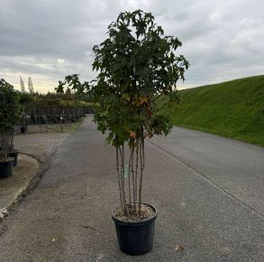 Amerikai ámbrafa  LIQUIDAMBAR STYRACIFLUA TÖBBTÖRZSES K35