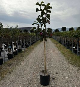 Liliomfa    MAGNOLIA BLACK TULIP T1/2 K18