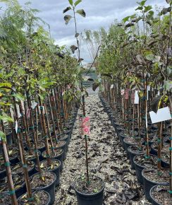 Bíborvörös liliomfa MAGNOLIA GENIE T1/2 K18