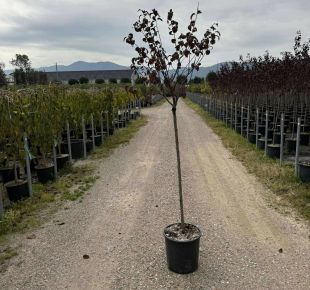 Vérszilva    PRUNUS CERASIFERA PISSARDI T1/2 K18