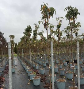 Oszlopos díszcseresznye    PRUNUS SERRULATA AMANOGAWA T200 10/12 K30