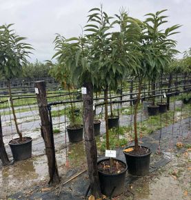 Szelídgesztenye  CASTANEA SATIVA MARRON DE LYON T1/2 K35