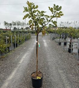 Füge Ficus carica FICUS CARICA T1/2 K15