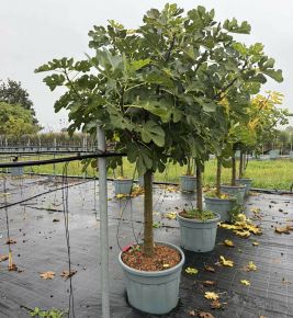 Füge Ficus carica FICUS CARICA FAJTÁK T1/2 18/20 K70