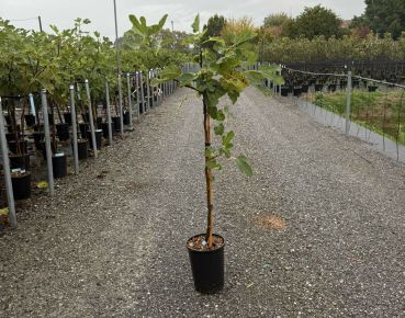 Füge  FICUS CARICA BROWN TURKEY T1/2 K6