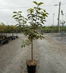 Datolyaszilva  DIOSPYROS KAKI CIOCCOLATINO T1/4 K10