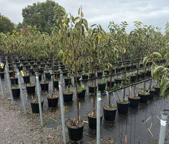 Datolyaszilva  DIOSPYROS KAKI FUYU T1/2 K12