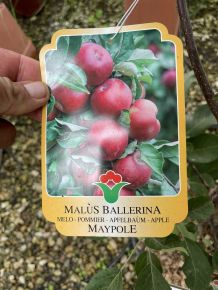 Ballerina alma  MALUS BALLERINA MAYPOLE 175/200 K15