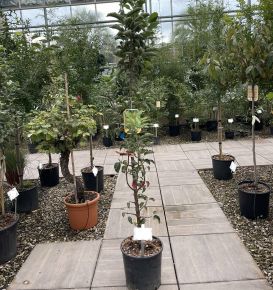 Ballerina alma  MALUS BALLERINA POLKA 175/200 K15