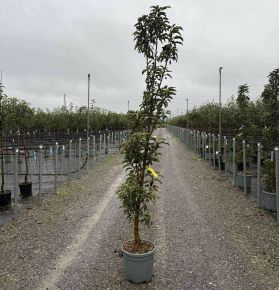 Ballerina alma  MALUS BALLERINA WALTZ 175/200 K15