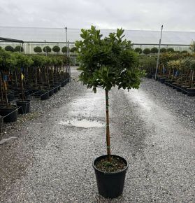 Japán azálea           AZALEA JAPONICA T1/2 K7