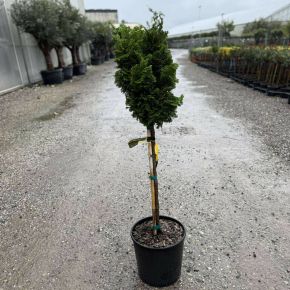 Hinoki hamisciprus    CHAMAECYPARIS OBTUSA NANA GRACILIS T1/4 K9