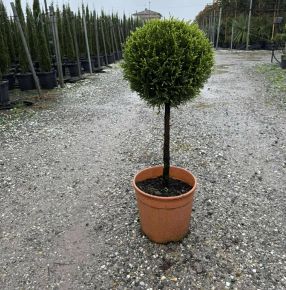 Arany lombú leyland ciprus  CUPRESSOCYPARIS LEYLANDII CASTLEWELLAN GOLD T1/4 K9