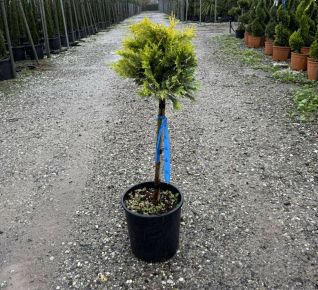 Arany lombú leyland ciprus  CUPRESSOCYPARIS LEYLANDII GOLD RIDER T1/4 K9