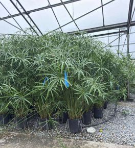 Papirusz-sás   CYPERUS PAPYRUS K9