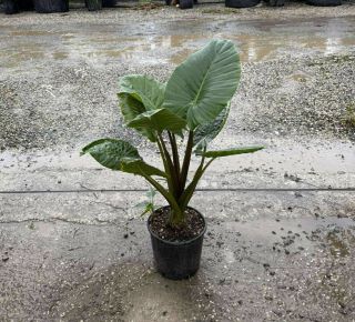 Alokázia, elefántfül  ALOCASIA MACRORRHIZA K9