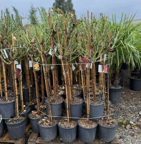 Magastörzsű rózsa  ROSA FAJTÁK T1/2 K9             